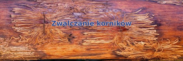 Zwalczanie korników – NOWOŚĆ